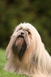 LHASSA APSO 179